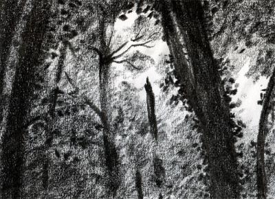 foret.jpg